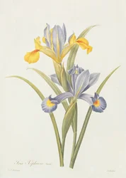 Iris (farvegravering)